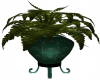 Emerald Plant