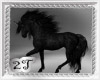 ~2T~ Black Horse #2