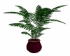Tall Potted Plant
