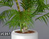 Fern Plant