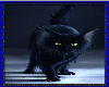 Skeery Black Cat