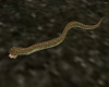 Snake?Viper Animated