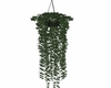hanging ivy plant