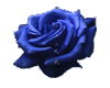 sticker blue rose