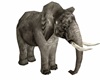 |L| Grey Elephant