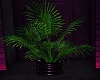 Patio Plant