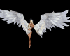wings Angel fairy animat