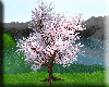 [SF] Sakura Cherry Tree