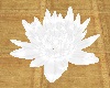 Wedding white lotus