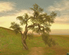 The Field Tree (1)