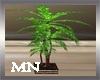 MN-Tree 1