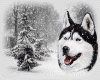 Animated Snow Wolf...
