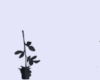 CutOut Animado