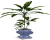 blue pot plant