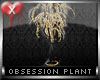 Obsession Plant