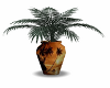 palmtree plant