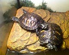 Turtle pic