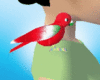 [Nal] Red Parakeet