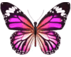 Purple fantasy butterfly