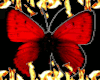 Red Butterflies 🦋