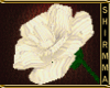 [Shir] Cream Roses Aldy