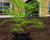 [Cher]Tropical plant