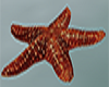 Deep Sea Star Fish