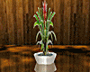 !Bromeliad Reflect Plant