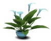 Mothers DayEasterLilly 2