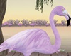 Lilac Flamingo
