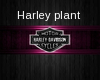 Harley Plant
