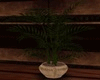 Dream Plant
