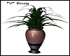 *V* Envy Plant