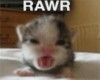 Kitty RAWR
