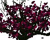 Dark pink/purple tree