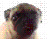 screen saver pug