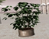 Peony Ficus Plant