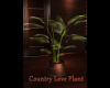 Country Love Plant