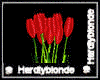 HB* Beloved Red Tulips