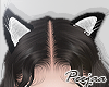PJ ♣ Ears Cat