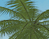 Palm Tree Animated