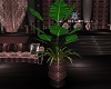 Club Lin Plant 2