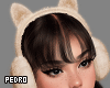 Cat Brown Bangs