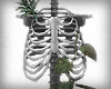 skeleton plant