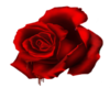Small Red Rose 2