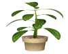 CH Potted Plant 1