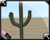  Large Cactus