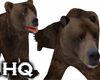 Bear Family