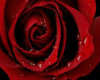 [K] Red Rose Rug