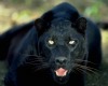 Black Panther gogo